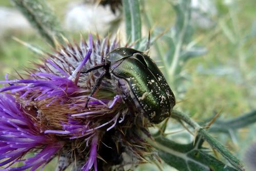 Réf. 239 413 : Potosia cuprea